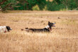 Working cattle dogs ,border collies, Australian shepherd, at play in the dried grass of Montana.
