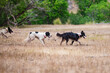 Working cattle dogs ,border collies, Australian shepherd, at play in the dried grass of Montana.
