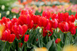 Vibrant red tulips in garden with many rows