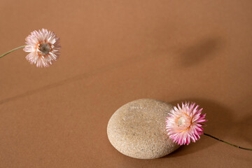 Wall Mural - Dry pink flower and stone with dark shadow on a light brown background. Trend, minimal concept with copyspace