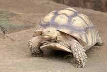 An African Spurred Tortoise (Centrochelys Sulcata) Is Walking Slowly. 