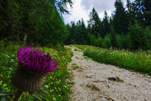 Lilac Thistle On The Hiking Path In A Green Nature