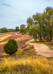 Wall Mural - heather blooming in Westruper Heide, Haltern, Germany