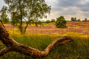 Wall Mural - heather blooming in Westruper Heide, Haltern, Germany