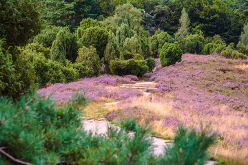 Wall Mural - heather blooming in Westruper Heide, Haltern, Germany