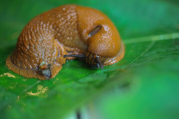 Makro closeup of one slimy wet snail (arion rufus) on green leaf with respiratory pore