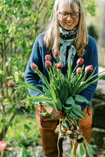 Commercial Flower Farmer Harvesting Tulips On A Spring Morning