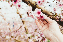 Older Woman's Hand Touching Pretty Pink Blossoms Of Fruit Trees In Spring.