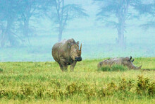 A Rhino And Her Calf In The Rain