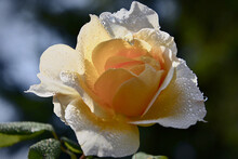 Close-up Of Rose Flower With Dew Drops