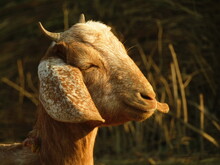 Close-up Of A Goat On Field