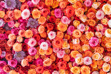 Colorful Roses Background.