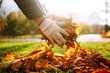 © maxbelchenko - Close up of a male hand volunteer collects of autumn leaves in the park. Autumn garden works. Volunteering, cleaning, and ecology concept.