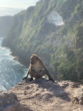 Monkey At Nusa Penida T Rex