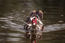 Large Older Male Muscovy Duck Cairina Moschata In A Pond In Naples, Florida In Summer.