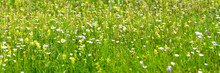 Panoramic Banner With Grassland And Spring Flowers