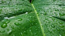 Taro Leaves Are Wet Because Of Rain Water