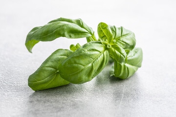 Sticker - Fresh green basil leaves.