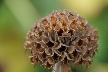 Close-up Seedpod