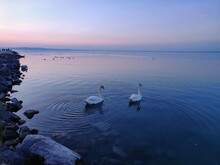 Swans Swimming In Lake At Sunset