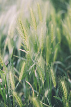 Wheat Grass Close Up