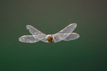 Dragonfly In Flight With Fully Open Wings