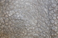Details Of Elephant Skin Texture