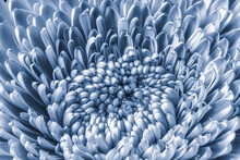 Monochrome Blue Floral Fine Art  Macro Of The Inner Of A Gerbera Blossom With Detailed Texture