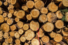 Full Frame Shot Of Logs