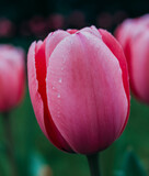 Fototapeta Tulipany - pink tulip with water droplets at Gibbs Gardens in Georgia