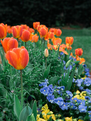 Wall Mural - colorful flower bed in bloom with orange tulips purple yellow pansies