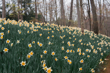 Wall Mural - green white yellow field of daffodils botanical garden georgia