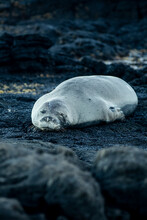 Hawaiian Monk Seal Falling Asleep On Rocks At The Beach During Sunset