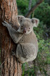 koala in tree australian national park