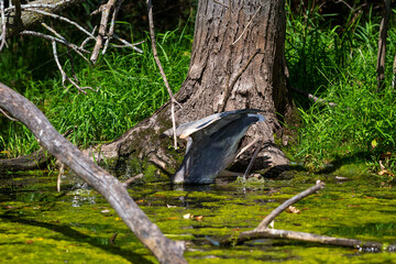 Sticker - Young Great blue heron ( Ardea cinerea ) is the largest American heron hunting small fish, insect, rodents, reptiles, small mammals, birds and especially ducklings.