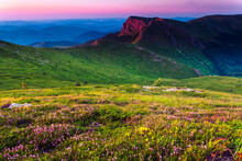 Summer Mountain - Impresive Mountain Landscape With Pink Flowers