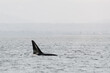 Cropped view of the dorsal fin of an Orca Whale in Puget Sound