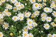 © Cavan - large field of daisies. Flowers background in the spring