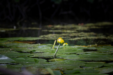 Poster - Spatterdock or cow lily or yellow pond-lily ( Nuphar advena )  is a species of Nuphar native throughout the eastern United States and in some parts of Canada, such as Nova Scotia.