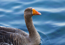 Blue Eyed Grey Goose Portrait. Funny Domestic Waterfowl Purebred Goose Bird. Closeup Of The Muzzle Face Of Goose On Background Of Blue Water
