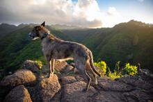 Large Scruffy Dog Standing On A Rocky Lookout On Top Of A Mountain