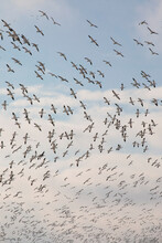 Thousands Of Snow Geese In Flight Above Maryland's Eastern Shore.