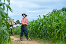 Farmer Inspecting Corn In Corn Field.