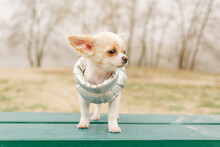Portrait Of A Cute Purebred Chihuahua. Chihuahua Puppy On The Bench. Chihuahua, Dog, Puppy, Dog In A Gray Vest In Nature. Puppy In Clothes.