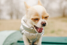 Portrait Of A Cute Purebred Chihuahua. Chihuahua Puppy On The Bench. Chihuahua, Dog, Puppy, Dog In A Gray Vest In Nature. Puppy In Clothes.