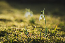 Close-up Of White Flowering Snowdrop On Field