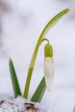 Close-up Of Snowdrop In Snow