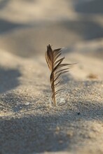 Close-up Of Feather On Sand