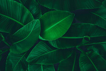Full Frame Shot Of Green Leaves