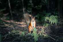 Portrait Of Squirrel In Forest